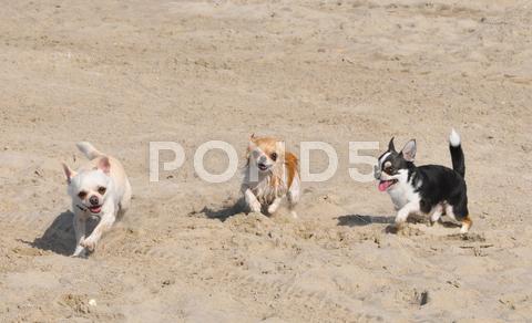 Portrait of a cute purebred chihuahuas on the beach dog, puppy, chihuahua, running, three, dogs, group, motion, movement, beach, sea, holidays, freedom, animal, pet, white, brown, black, companion, purebred, pedigree, canine, outdoors, cute, little, tiny, miniature dog, beautiful, walking, looking, summer