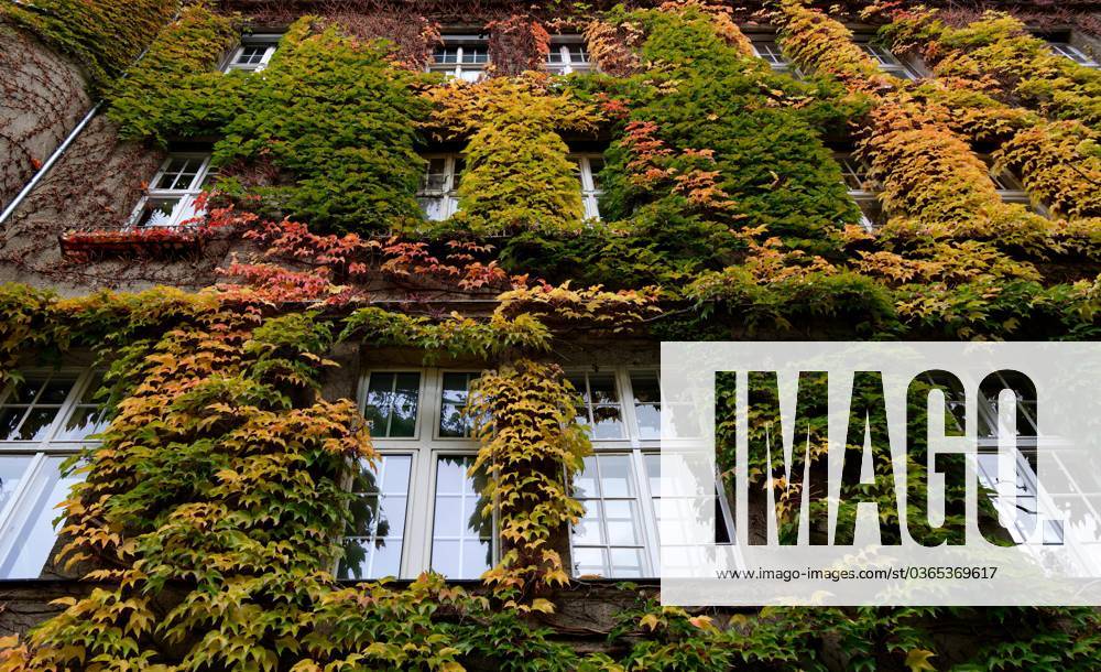 Greened Facade in Autumn Colours in Schöneberg, District Tempelhof Schöneberg, Berlin, Germany, Europe