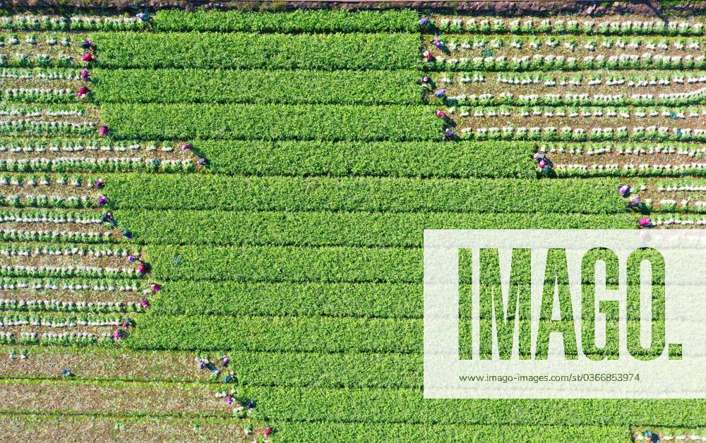 (231123) -- BEIJING, Nov. 23, 2023 -- This aerial photo taken on Nov. 22, 2023 shows farmers harvesting vegetable in Shiqiaotou township of Wenling City, east China s Zhejiang Province. (Photo by Xinhua) CHINA-FARMING (CN) LiuxZhenqing