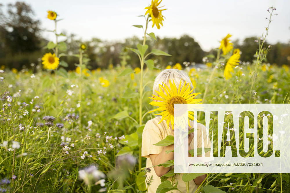 Boy hiding face with sunflower in field model released, Symbolfoto, NJAF00603