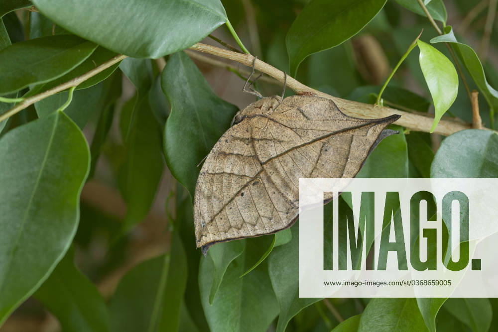 INDIAN LEAF BUTTERFLY INDIAN LEAF BUTTERFLY (Kalima paralekta), Credit:Stephen Dalton Avalon England