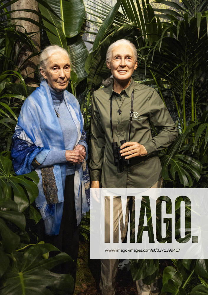 IMAGO ICONS: Jane Goodall La primatologue Jane Goodall fait son entrà e au Musà e Grà vin La primatologue Jane Goodall fait son entrà e au Musà e Grà vin à Paris le 1er dà cembre 2023. Jane Goodal, bientà t 90 ans, s est battue toute sa vie pour la sauvegarde des grands singes et n a cessà d alerter sur les risques pour le climat. Primatologist Jane Goodall will enter the Grà vin Museum in Paris on December 1, 2023. Jane Goodal, almost 90 years old, has fought all her life to save great apes and has continued to warn of the risks for the climate. Paris France