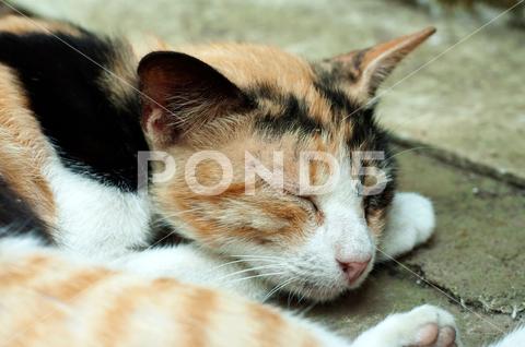 A beautiful view of a cat sleeping at the street animal background beautiful cat domestic feather furry nature outdoors pet pretty resting sleeping street view