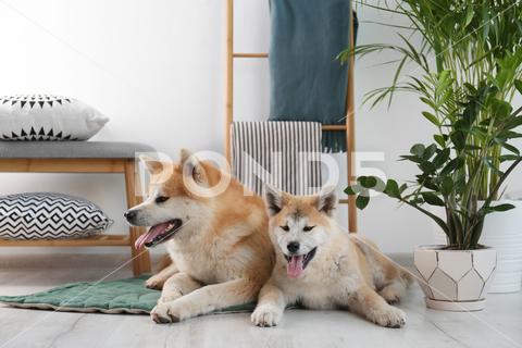 Cute Akita Inu dogs on rug in room with houseplants adorable akita animal background beautiful breed canine care companion cute decor decoration design dog dogs domestic eyes face fresh friend funny furry green grow happy home house houseplant houseplants indoors interior inu japanese living lovely loyalty modern nature pedigree pet plant portrait posing pot purebred room rug space zamioculcas