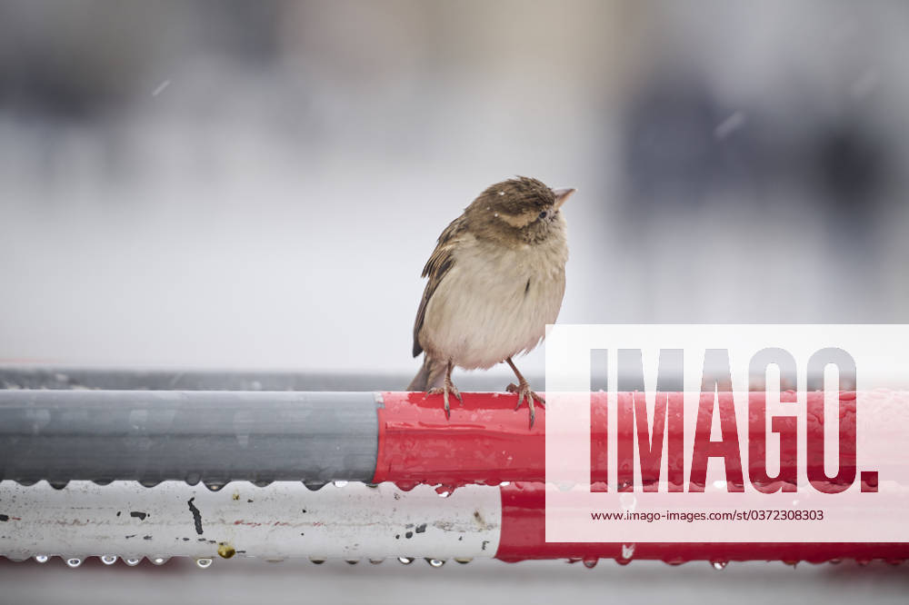 Berlin, snow and winter A sparrow sits on a fence at Pariser Platz on 06 12 2023 in Berlin Berlin Germany