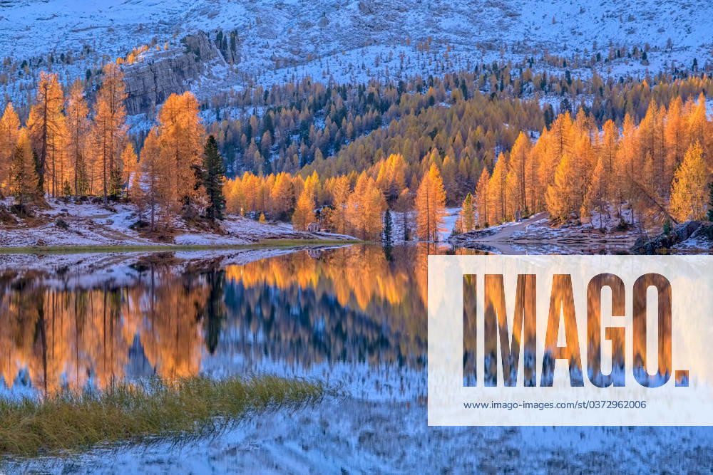 Autumn scenery on lake Lago Federa with yellow larches reflected in the water. Cortina d Ampezzo Veneto Italy FB_2023_3462