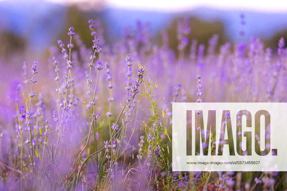 Lavender flowers close-up on sky background Lavender purple flowers close-up on sky background, summer field