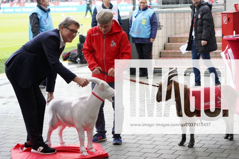 GER 2 FBL 1 FC Koeln vs Dynamo Dresden 10 11 2018 RheinEnergieStadion Koeln GER 2 FBL 1 FC Koeln vs Dynamo Dresden DFL regulations prohibit any use of photographs as image sequences and or quasi video picture shows Toni Schumacher Vice President 1 FC Koeln dedicates a first meeting with the right Hennes VIII to the new KUNST Hennes nordphotox xMeuter nph00351