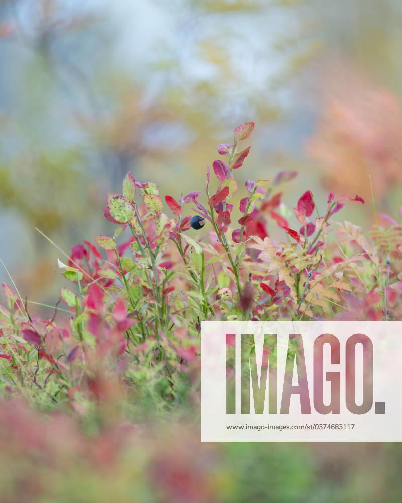 Northern bilberry (Vaccinium uliginosum), in autumn colour, Norway, Scandinavia, Europe