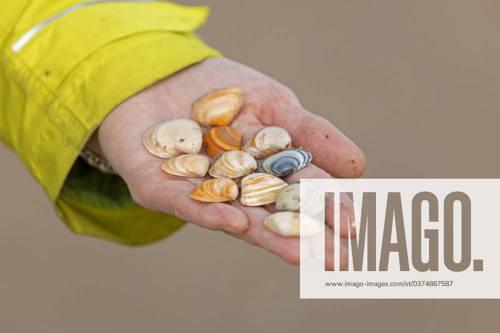On Beach collected Mussels, Hand, West end, Middelkerke, Belgium, Europe