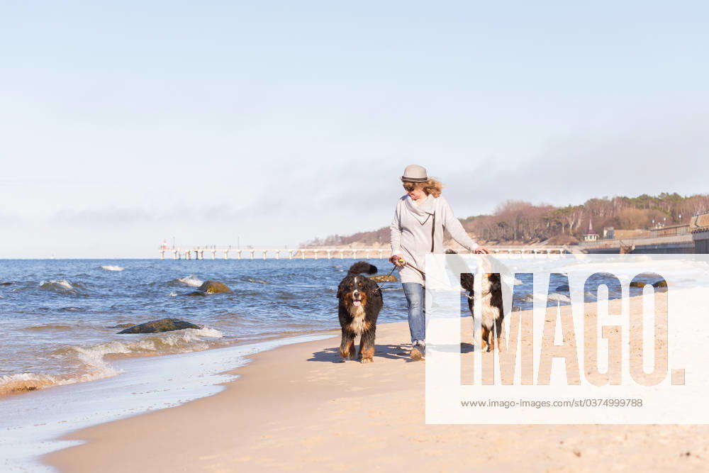 Woman with dogs woman with bernese mountain dogs on sea beach ,model released, Symbolfoto