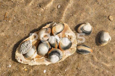 Common cockles underwater on seabed - species of edible saltwater clams abstract animal authentic clam cockle common cockle conch conhheart mussel dam detail dish edible edible clam edible cockle food heart meal muscle mussel nobody outdoors oval real ribbed ribbed oval saltwater sand sea sea animal sea food seabed seafood shell shell-fish shuck underwater unique unnatural unusual warping wave waves waving