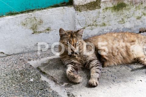 A brown tabby cat with closed eyes lying on the floor. Abandoned cat. Pelourinho, Brazil. tabby young adorable beautiful nature alley cat alley cats animal background bahia brazil. cat cat's eyes cute domestic eyes face feline floor fur garden kitten kitty looking lovely mammal outdoors outside path pavement pelourinho pet portrait relaxing salvador sidewalk sitting stray cat street urban cat walkway white