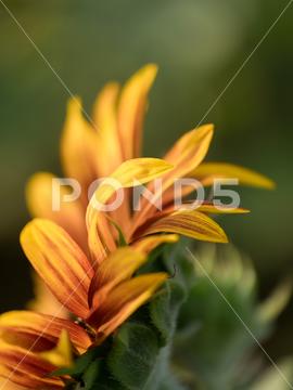 Detail of yellow, orange, and red sunflower in field. agriculture beautiful beauty blooming blossom bright circle color colorful field flora floral flower garden green harvest landscape natural nature orange petal plant red summer sun sunflower sunflowers sunlight sunny yellow nokesville virginia united states no people