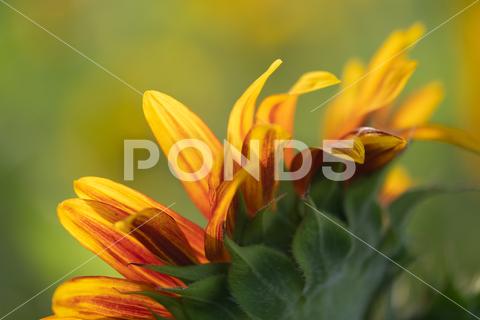 Detail of yellow, orange, and red sunflower in field. agriculture beautiful beauty blooming blossom bright circle color colorful field flora floral flower garden green harvest landscape natural nature orange petal plant red summer sun sunflower sunflowers sunlight sunny yellow nokesville virginia united states no people