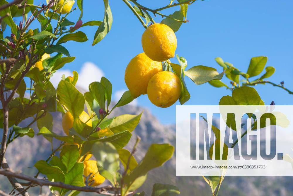 Mature Lemons Citrus × Limon to a Tree, Lemon tree with Greens Browse and Flower buds before a blue Heaven, Mountains at Background, Valley from Soller, Biniaraix, Majorca, Spain, Europe