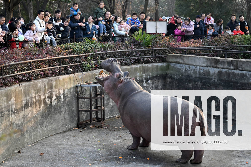 (231230) -- HEFEI, Dec. 30, 2023 -- Tourists look at a hippopotamus at the Hefei Wildlife Park in Hefei, east China s Anhui Province, Dec. 30, 2023. The three-day 2024 New Year holiday started on Saturday in China. ) CHINA-NEW YEAR-HOLIDAY (CN) HuangxBohan