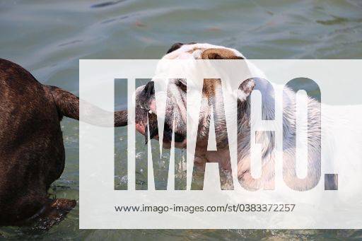 A selective focus shot of cute dogs in a lake 848640 RECORD DATE NOT STATED