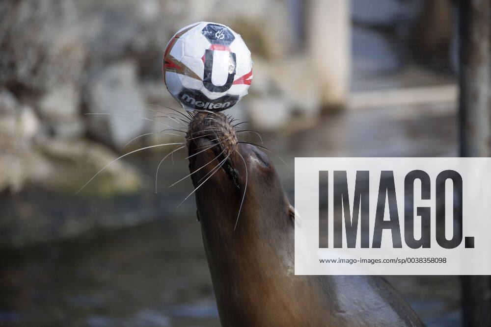 Oracle Astrid at the Zoo Handball WM Cologne Germany Date 18 01 2019