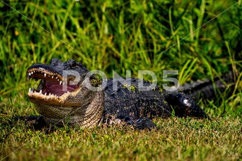 A large American Alligator (Alligator mississippiensis) resting in a grassy area with its mouth agape. agape alligator american ancient animal aquatic area basking camouflaged environment fierce grassy green habitat hide humid large lurking mississippiensis mouth mud nature outdoors peaceful powerful predator reptile resting scaly sunlit sunning sunny swamp warm waters wild
