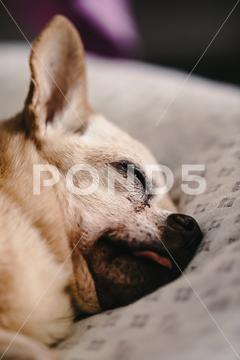 Crop dog with closed eyes sleeping on white sofa at home against blurred background pet lazy dog sleep tired peaceful relax animal serene purebred nap pedigree canine breed eyes closed quiet rest domestic mammal asleep creature puppy at home apartment companion loyal tranquil crop indoors laying bed blur chihuahua cute sofa white blurred background alone home comfort