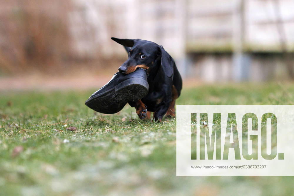 A dachshund has stolen a shoe and started chewing up the leather Dogs are active and intelligent animals that seek mental and physical stimulation When they dont have enough to do and variety, they look for alternative ways to get rid of their energy Themed image, symbolic image Frechen, 11 01 2024 NRW Germany