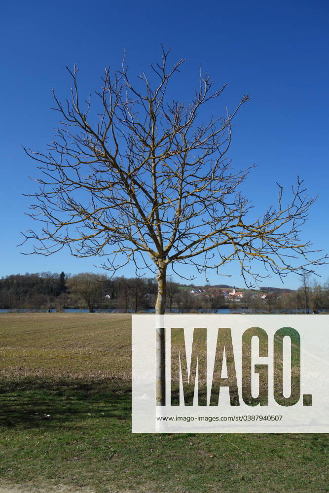 Juglans regia, Walnuss, Walnut Juglans regia, Walnuss, Walnut