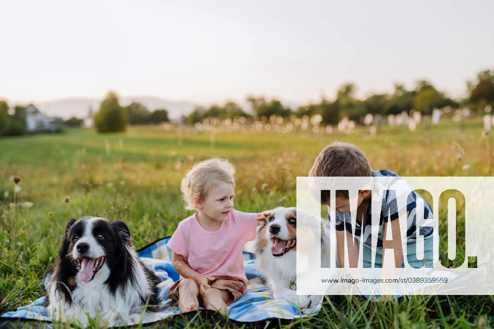Little children with collies outdoor, having picnic. Little children with dogs outdoor, having picnic. model released