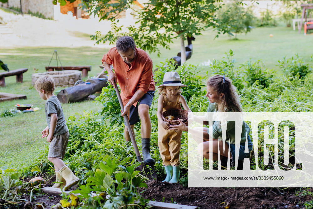 IMAGO Creative: Jahreszeit Herbst im Garten Farmer family harvesting and digging potatoes together in garden in summer. A farmer family harvesting and digging potatoes in garden in summer. model released