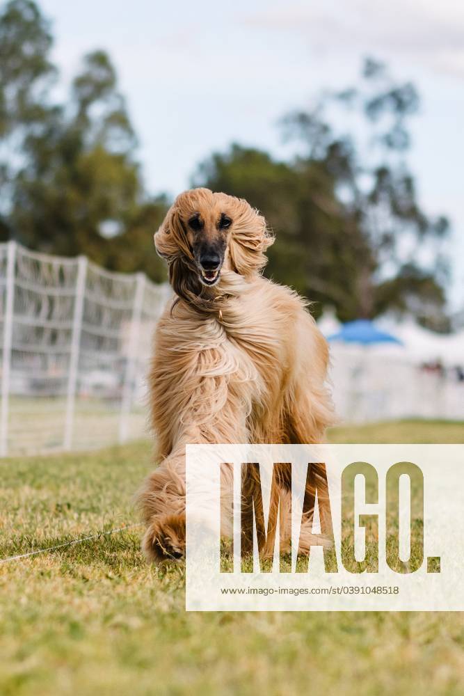 Happy Afghan Hound running lure course dog sport in wind Tucson, Arizona, United States R_DMQG240118I-1312799-01