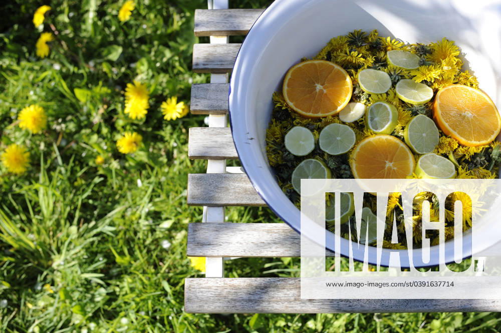Dandelion heads and citrus fruit slices in enamel bowl, Hamburg Hamburg Deutschland Altes Land GISF01011