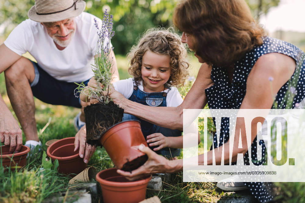 IMAGO Creative: Sommer, Sommertage im Garten Senior grandparents and granddaughter gardening in the backyard garden. Senior grandparents and granddaughter gardening in the backyard garden. Man, woman and a small girl working. model released