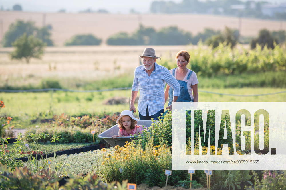 IMAGO Creative: Sommer, Sommertage im Garten Senior grandparents pushing granddaughter in wheelbarrow when gardening. Senior grandparents pushing granddaughter in wheelbarrow when gardening in garden center. model released