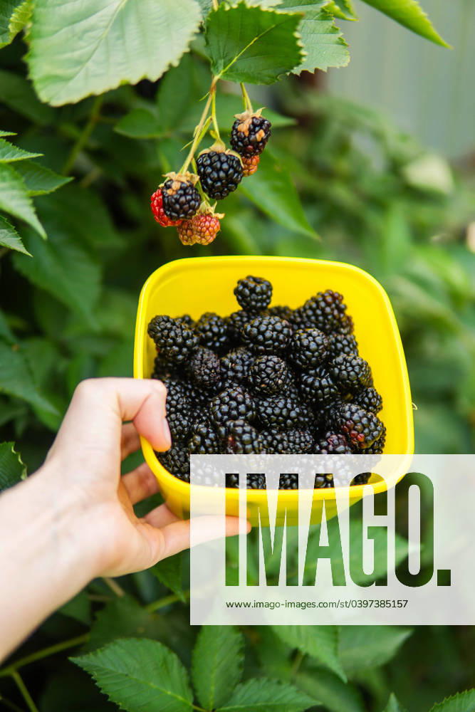 IMAGO Creative: Jahreszeit Herbst im Garten Cropped image of woman harvesting blackberries from plants at fa Texas City, Texas, United States CR_INCH240125AA-1341088-01