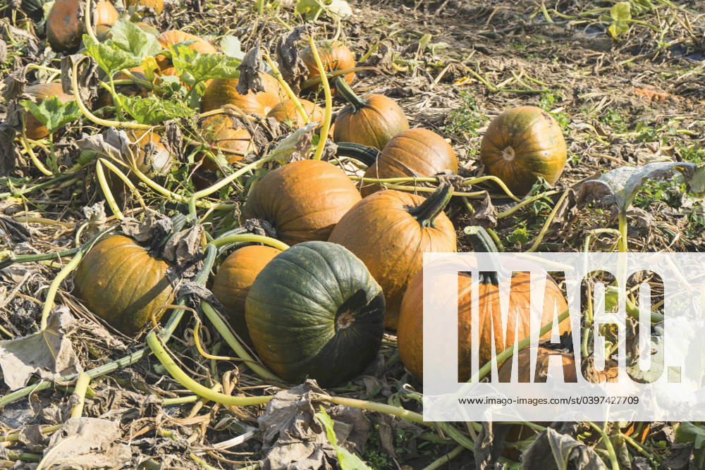 Garden cucurbits, Garden Pumpkin, Sommerkuerbis, Summer Pumpkin, Edible pumpkin, Dinner Pumpkin Cucurbita Pepo , Pumpkins at the Field, Germany marrow, Field Pumpkin Cucurbita Pepo , Pumpkins ON a field, Germany BLWS702406