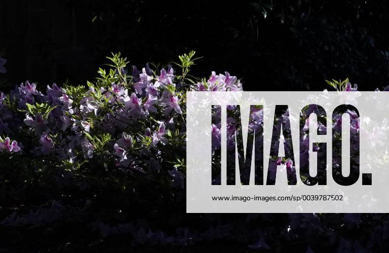 Azalea plants are in bloom on the Wednesday before the 2019 Masters Tournament at Augusta National Golf Club in Augusta, Georgia, on April 10, 2019. AUG20190410118 JOHNxANGELILLO
