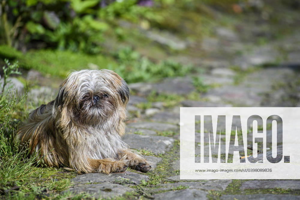 BELGIAN GRIFFON ON A PAVED STREET Belgian Griffon lying on paved street Griffon belge couche sur une rue pavee. Credit : Quinet CC . FRANCE