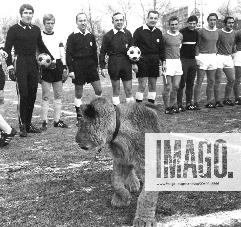 Schalke 04 Borussia Dortmund 31 1 1970 For the return match after the dog bite in Dortmund against Rausch S04, the Schalkers brought this lion to the stadium. HM