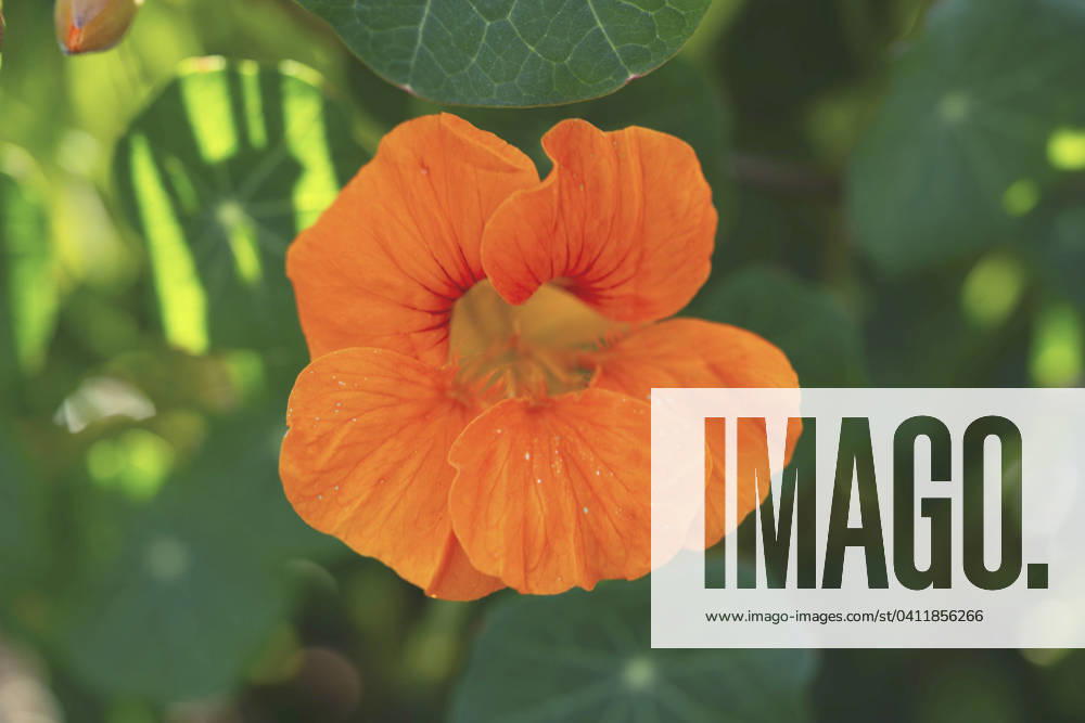 Great Nasturtium, Great Capuchin Cress, Nasturtium, Capuchin Kresse Tropaeolum majus , blooming Indian cress, Common nasturtium, Garden nasturtium Tropaeolum majus , blooming BLWS703053