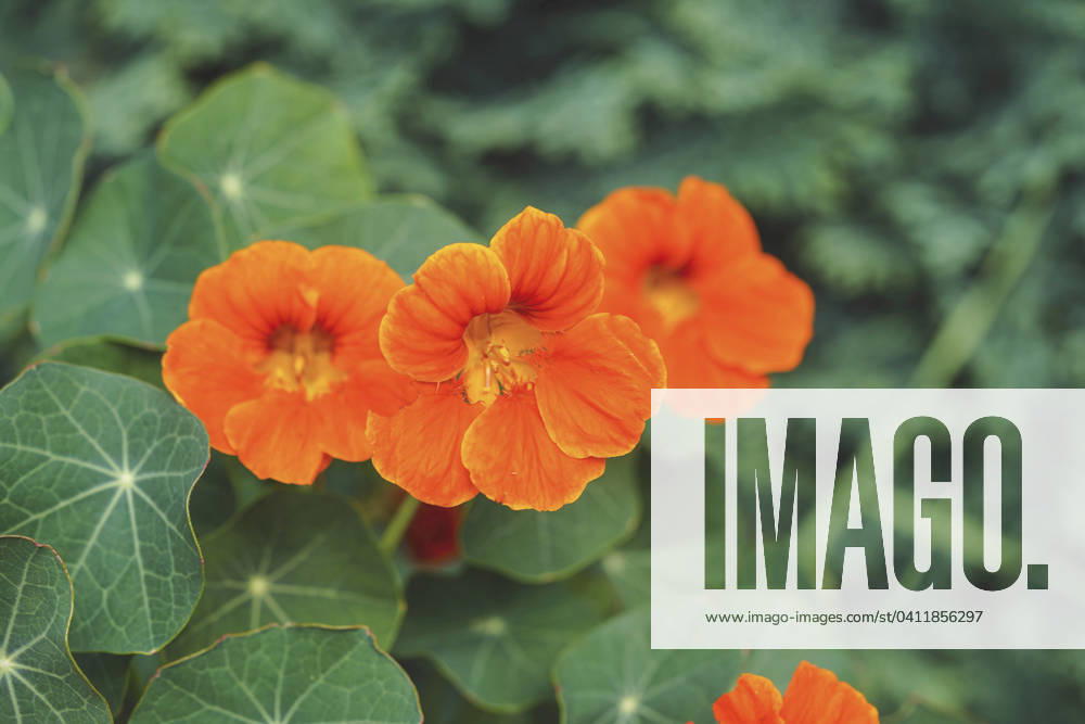 Great Nasturtium, Great Capuchin Cress, Nasturtium, Capuchin Kresse Tropaeolum majus , blooming Indian cress, Common nasturtium, Garden nasturtium Tropaeolum majus , blooming BLWS703058