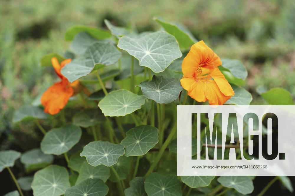 Great Nasturtium, Great Capuchin Cress, Nasturtium, Capuchin Kresse Tropaeolum majus , blooming Indian cress, Common nasturtium, Garden nasturtium Tropaeolum majus , blooming BLWS703049