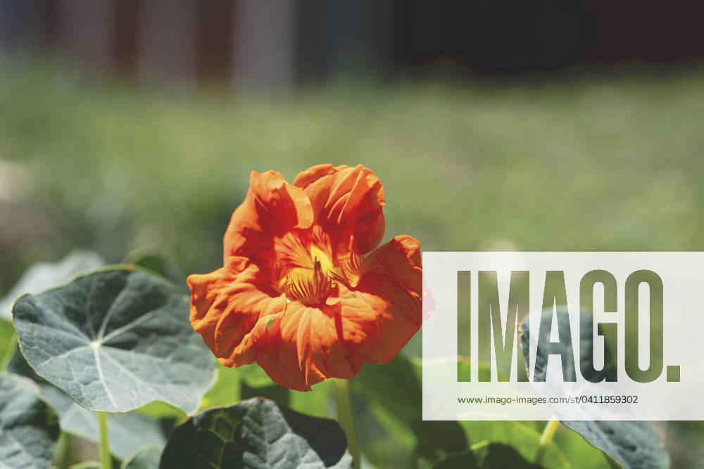 Great Nasturtium, Great Capuchin Cress, Nasturtium, Capuchin Kresse Tropaeolum majus , blooming Indian cress, Common nasturtium, Garden nasturtium Tropaeolum majus , blooming BLWS703050