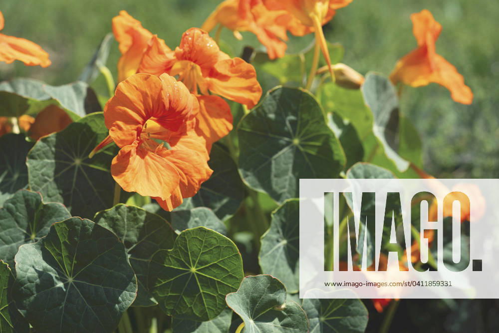Great Nasturtium, Great Capuchin Cress, Nasturtium, Capuchin Kresse Tropaeolum majus , blooming Indian cress, Common nasturtium, Garden nasturtium Tropaeolum majus , blooming BLWS703051