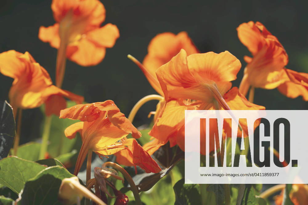 Great Nasturtium, Great Capuchin Cress, Nasturtium, Capuchin Kresse Tropaeolum majus , blooming Indian cress, Common nasturtium, Garden nasturtium Tropaeolum majus , blooming BLWS703052