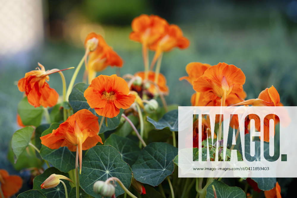 Great Nasturtium, Great Capuchin Cress, Nasturtium, Capuchin Kresse Tropaeolum majus , blooming Indian cress, Common nasturtium, Garden nasturtium Tropaeolum majus , blooming BLWS703054