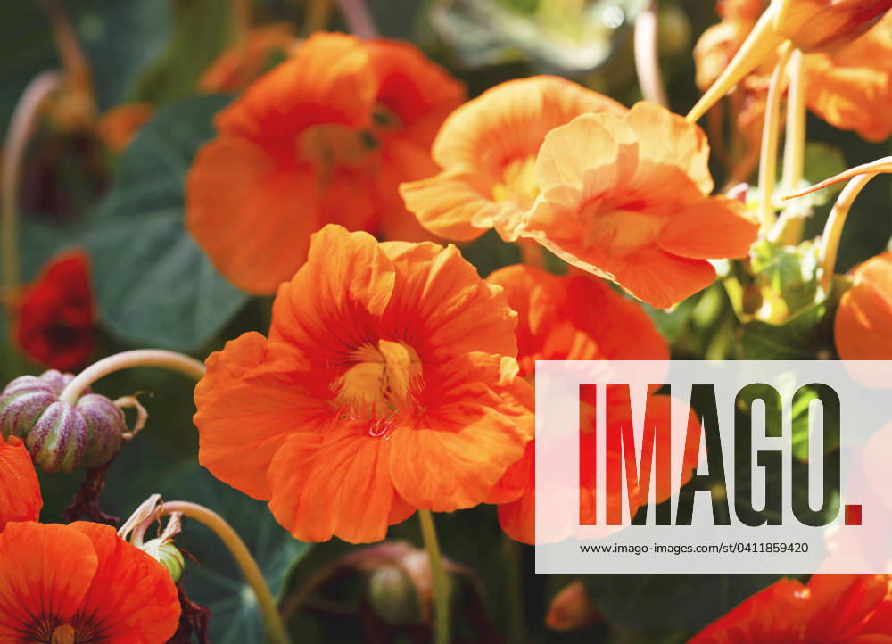 Great Nasturtium, Great Capuchin Cress, Nasturtium, Capuchin Kresse Tropaeolum majus , blooming Indian cress, Common nasturtium, Garden nasturtium Tropaeolum majus , blooming BLWS703055