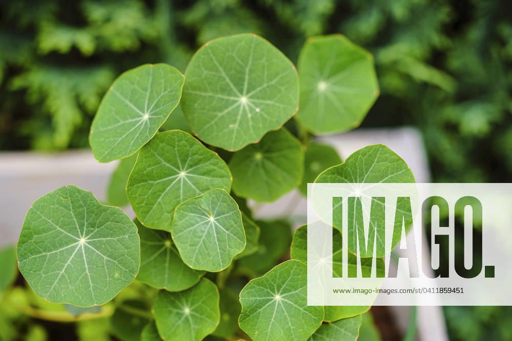 Great Nasturtium, Great Capuchin Cress, Nasturtium, Capuchin Kresse Tropaeolum majus , Blaetter Indian cress, Common nasturtium, Garden nasturtium Tropaeolum majus , Leaves BLWS703056