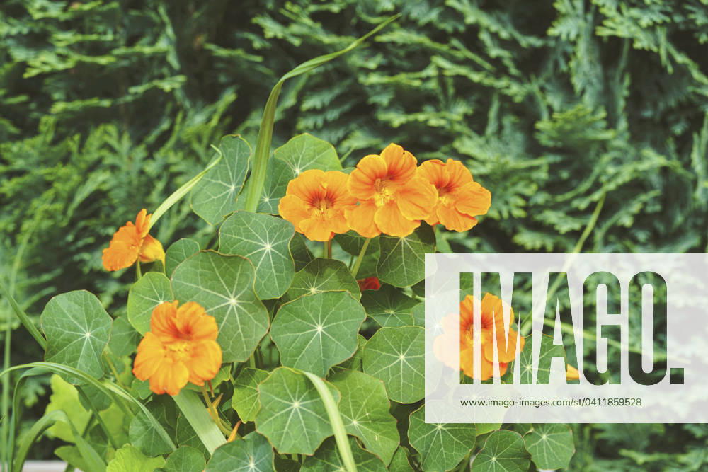 Great Nasturtium, Great Capuchin Cress, Nasturtium, Capuchin Kresse Tropaeolum majus , blooming Indian cress, Common nasturtium, Garden nasturtium Tropaeolum majus , blooming BLWS703057