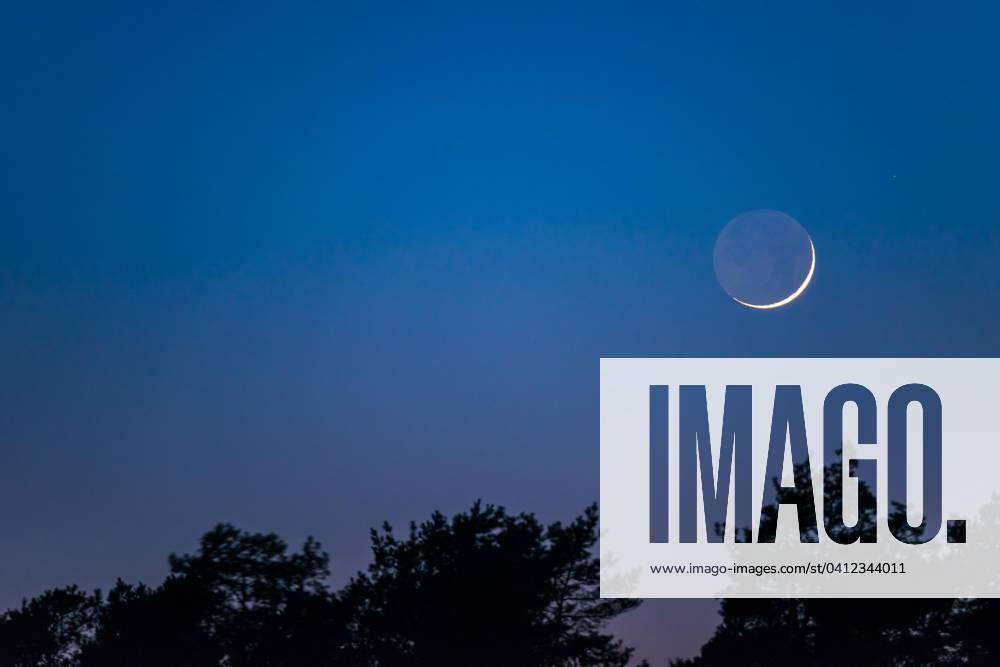 Very narrow, fine Crescent moon with Visible Moon disc is a Day to the New moon via a dark Coniferous forest, Dusk, cloudless Sky in Blue and Violet, Lower Saxony, Germany, Europe