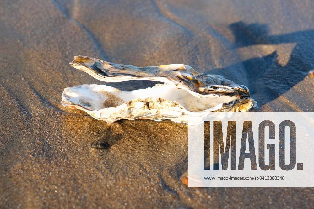 Mussel Bivalvia to the North Sea, Sandy beach, Zandvoort, Netherlands, Europe